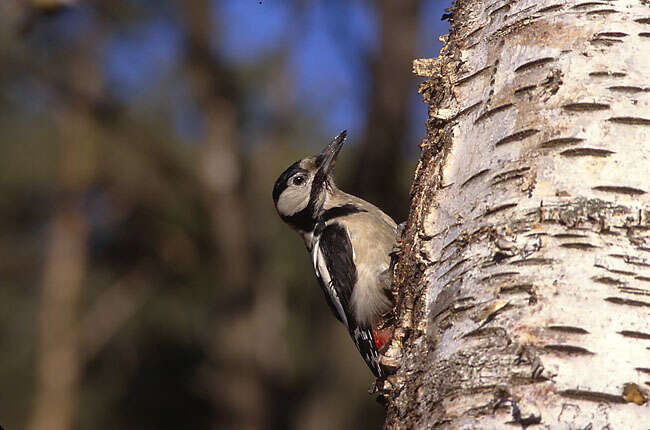 Image of Great Spotted Woodpecker