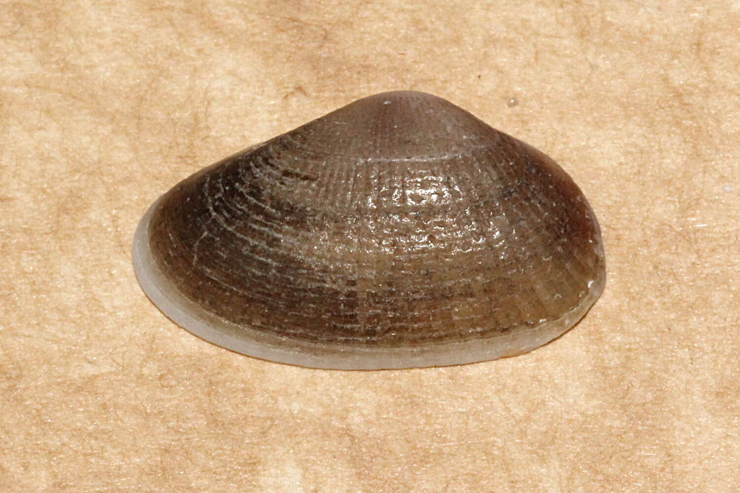 Слика од Hemidonax dactylus Hedley 1923