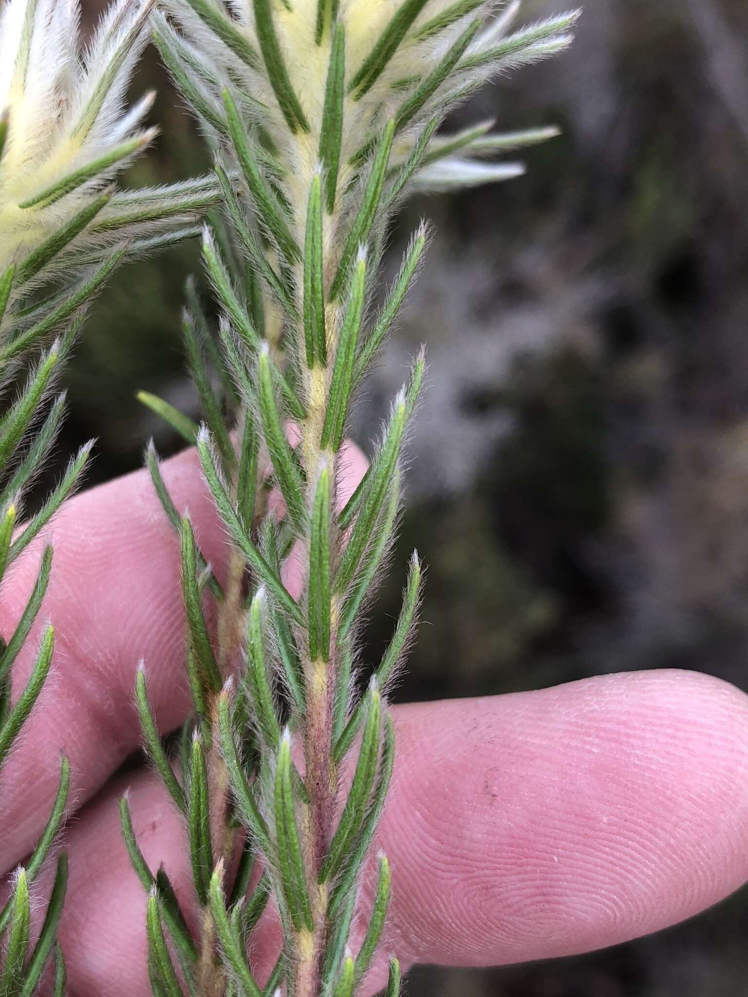 Image of Phylica pubescens var. orientalis Pillans