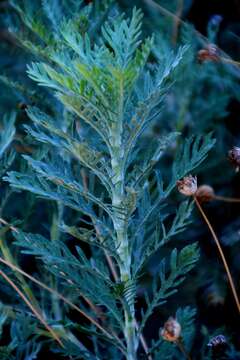 Imagem de Euryops pectinatus (L.) Cass.