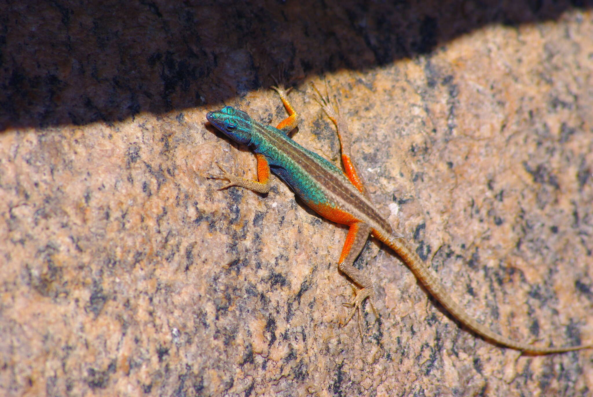 Image de Platysaurus broadleyi Branch & Whiting 1997