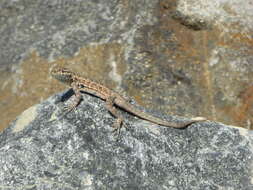 Image of Uta stansburiana elegans Yarrow 1882