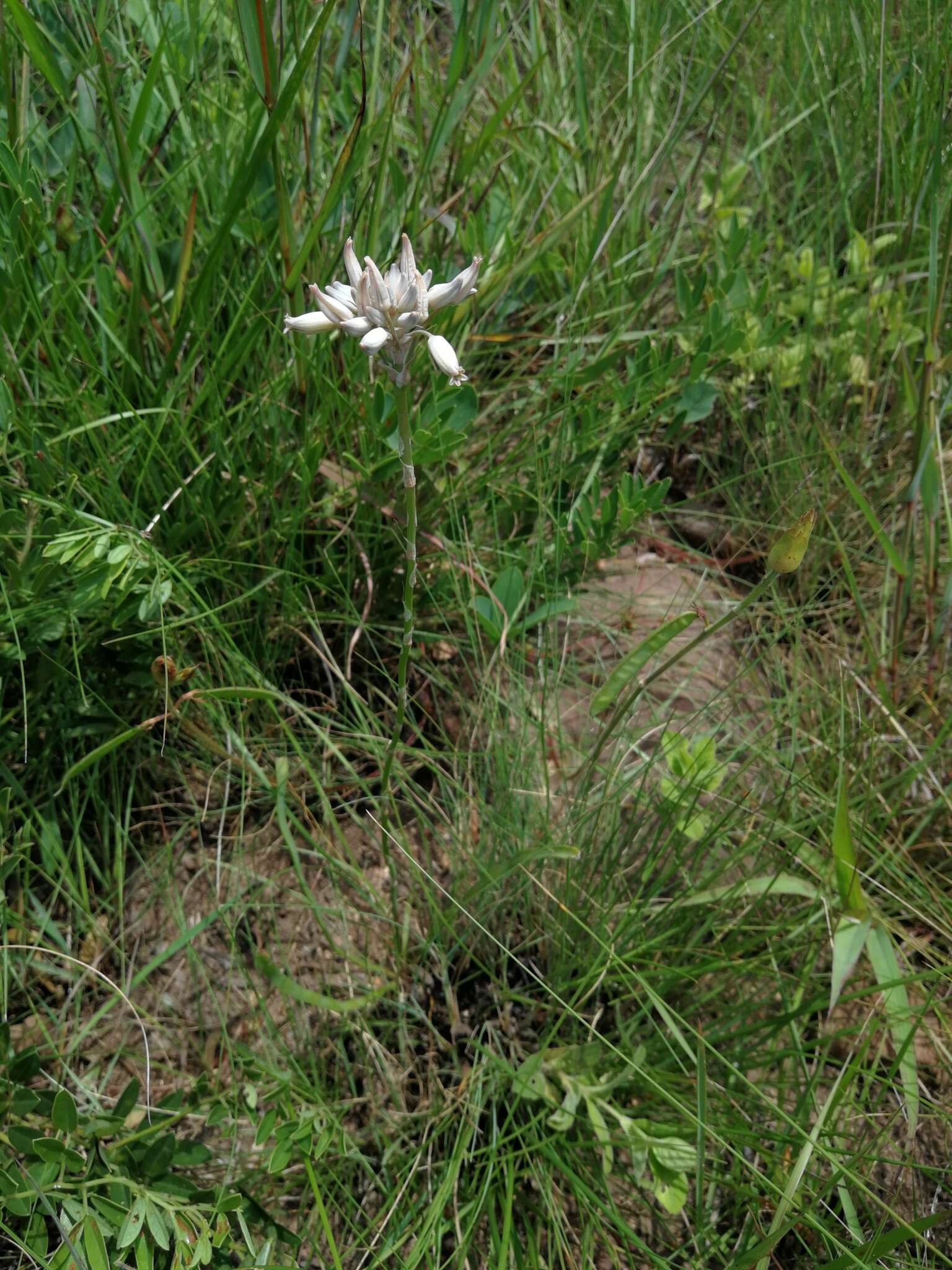 Image of Aloe minima Baker