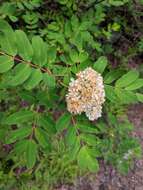 Image of western mountain ash