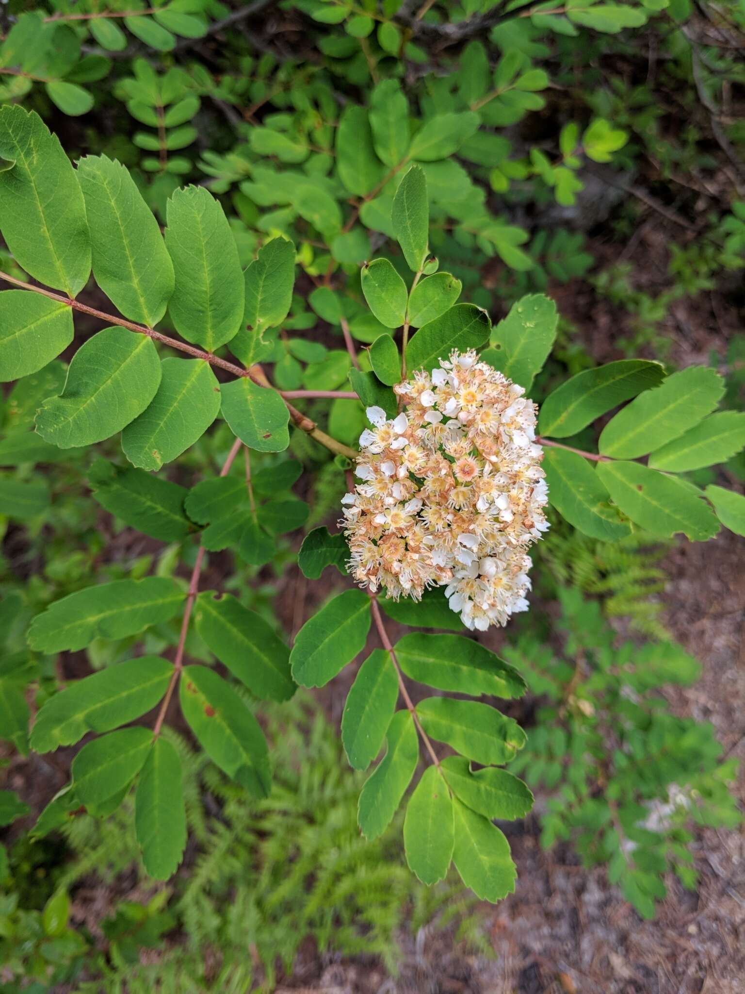 Image of western mountain ash