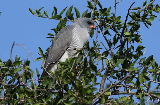 Image of Micronisus Gray & GR 1840