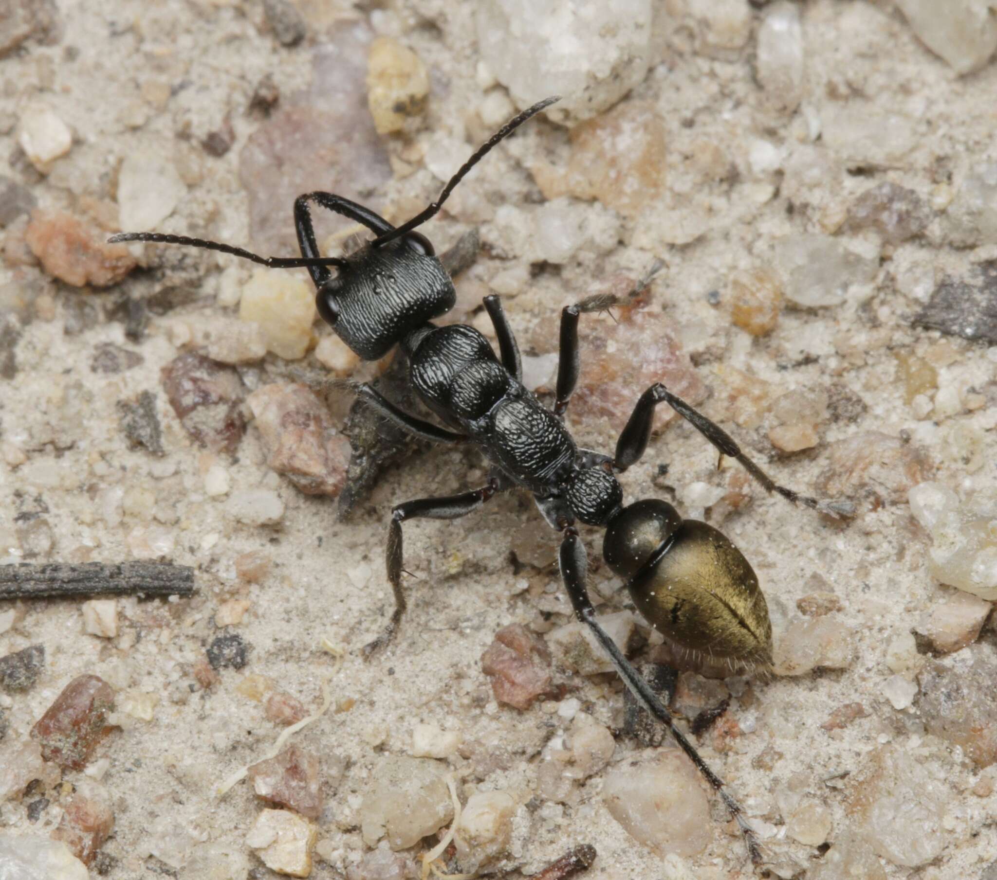 Image of Myrmecia piliventris Smith 1858