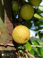 Image of Ficus punctata Thunb.