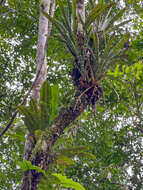 Image of wild birdnest fern