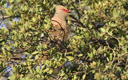 Image of Urocolius Bonaparte 1854