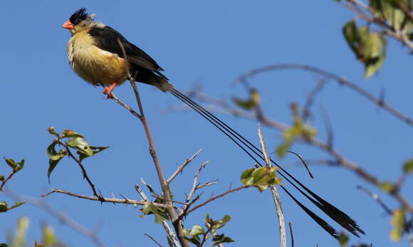 Image of Queen Whydah