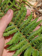 Plancia ëd Polystichum californicum (D. C. Eat.) Diels