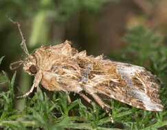 Image of Yellow-striped Armyworm Moth