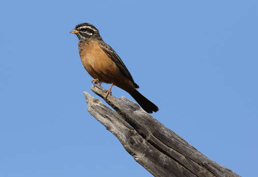 Image of Cinnamon-breasted Bunting