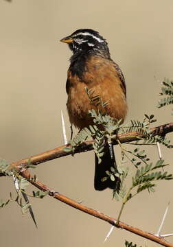 Image of Cinnamon-breasted Bunting