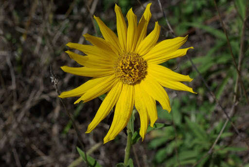 Image of Maximilian sunflower