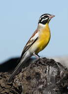 Image of African Golden-breasted Bunting