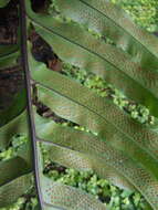 Image of creeping golden polypody