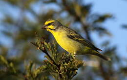 Image of Yellow-fronted Canary