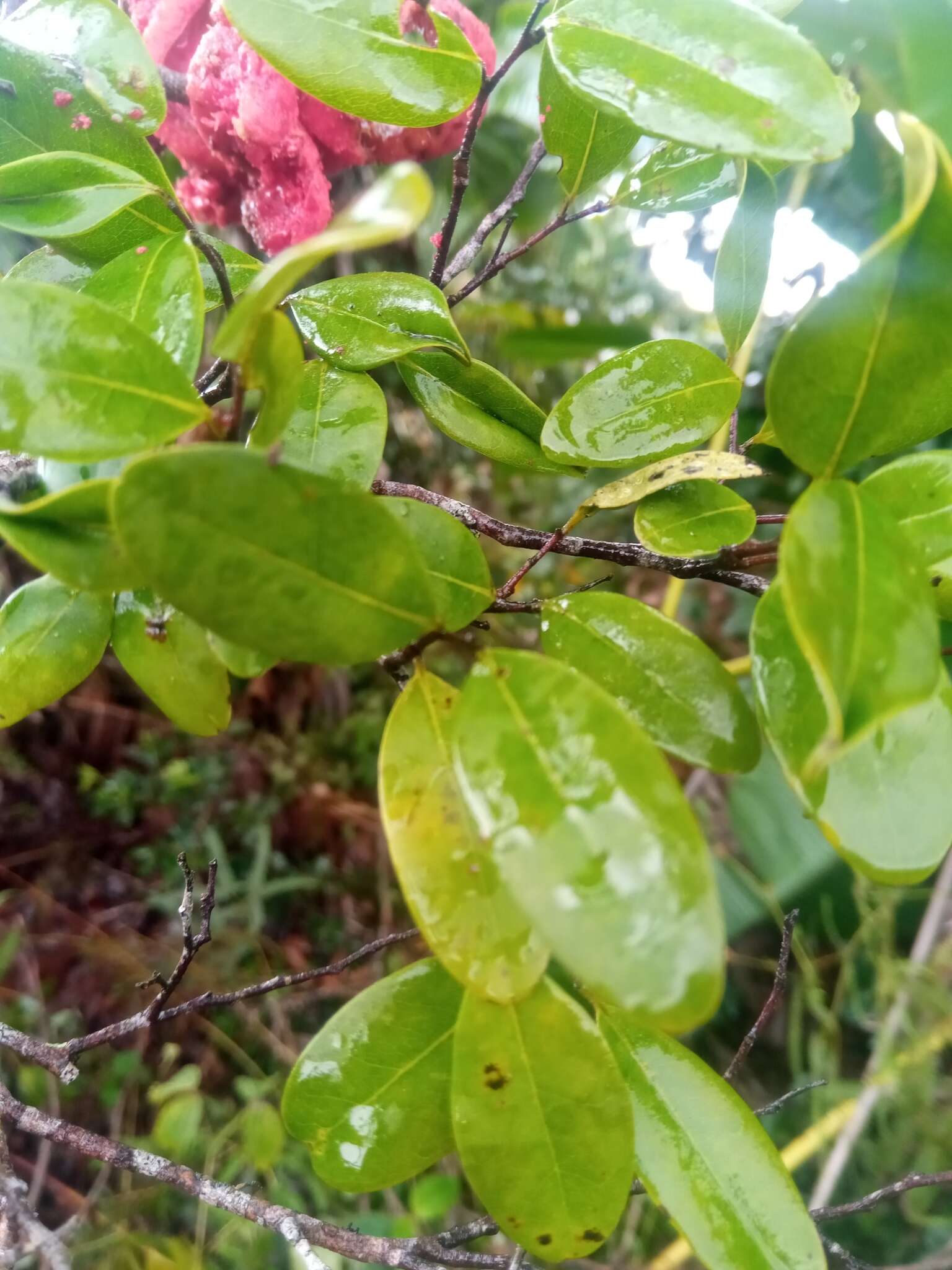 Imagem de Xylopia buxifolia Baill.