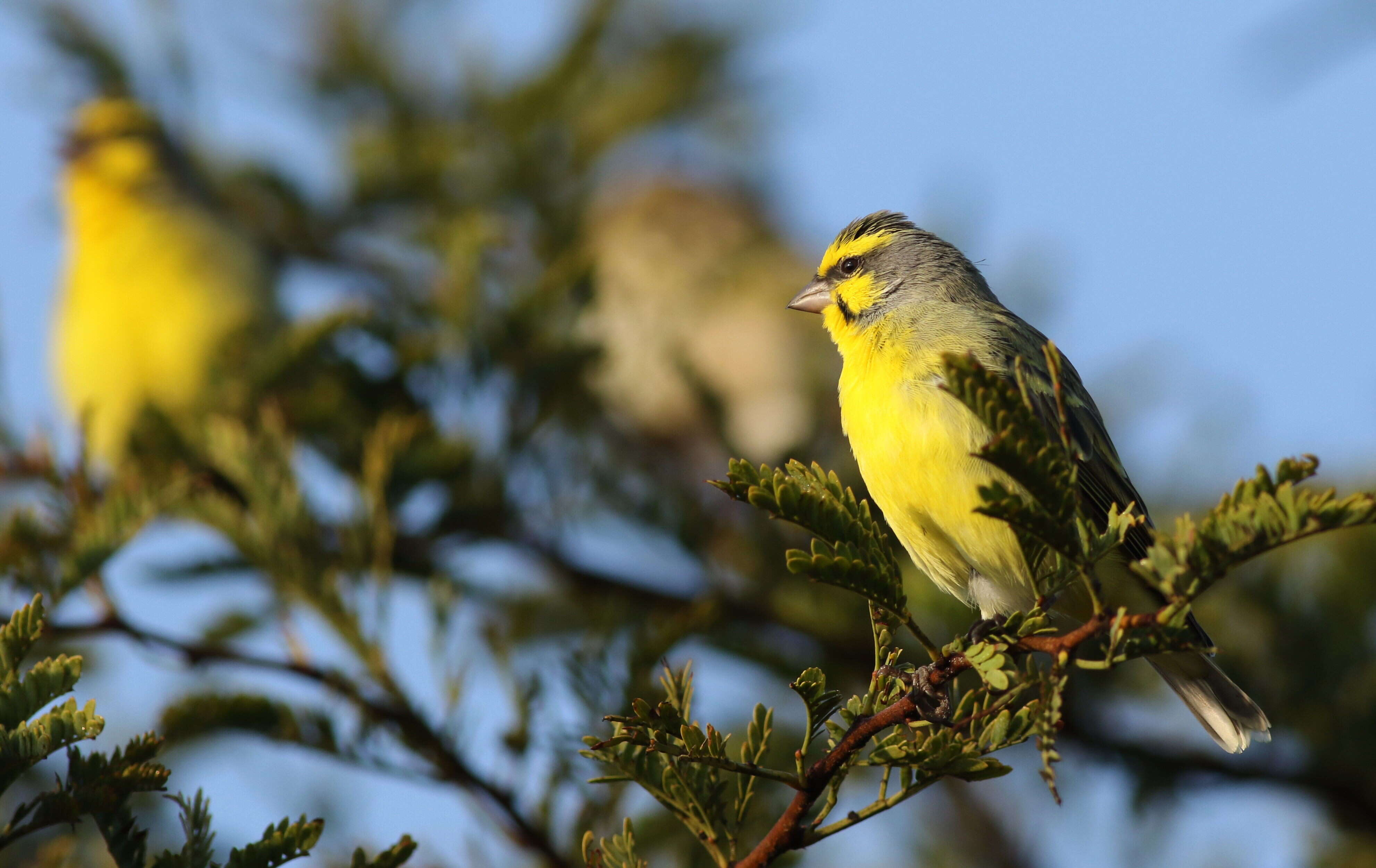 Image of Yellow-fronted Canary