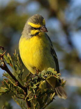 Image of Yellow-fronted Canary