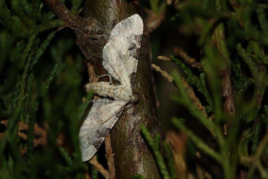 Eupithecia gratiosata Herrich-Schäffer 1861 resmi