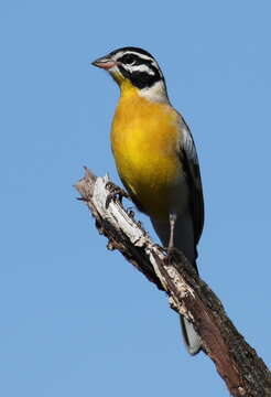 Imagem de Emberiza flaviventris Stephens 1815