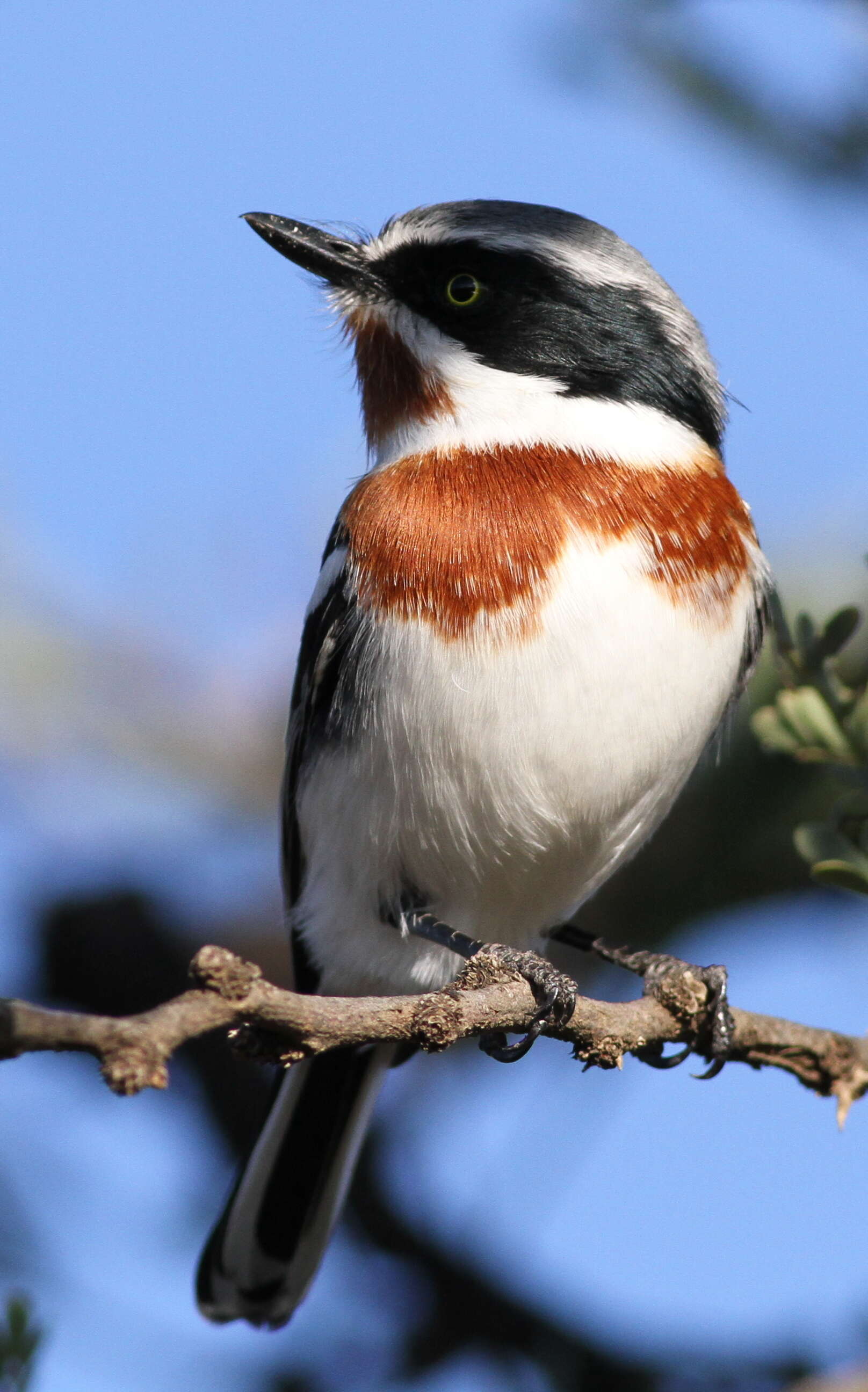 Image of Chinspot Batis