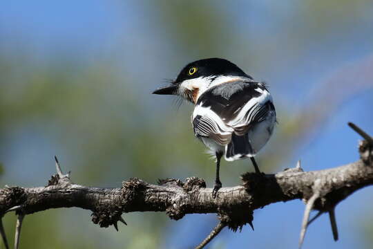 Image of Chinspot Batis