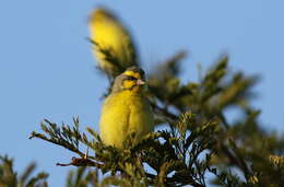 Image of Yellow-fronted Canary