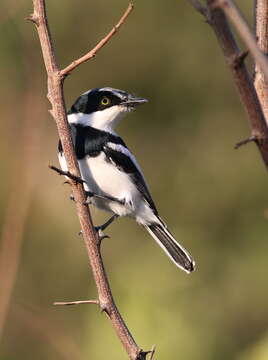 Image of Chinspot Batis