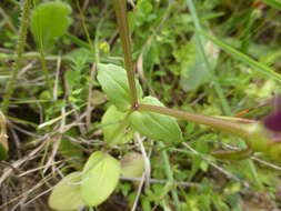 Image of Fedia graciliflora Fischer & Meyer