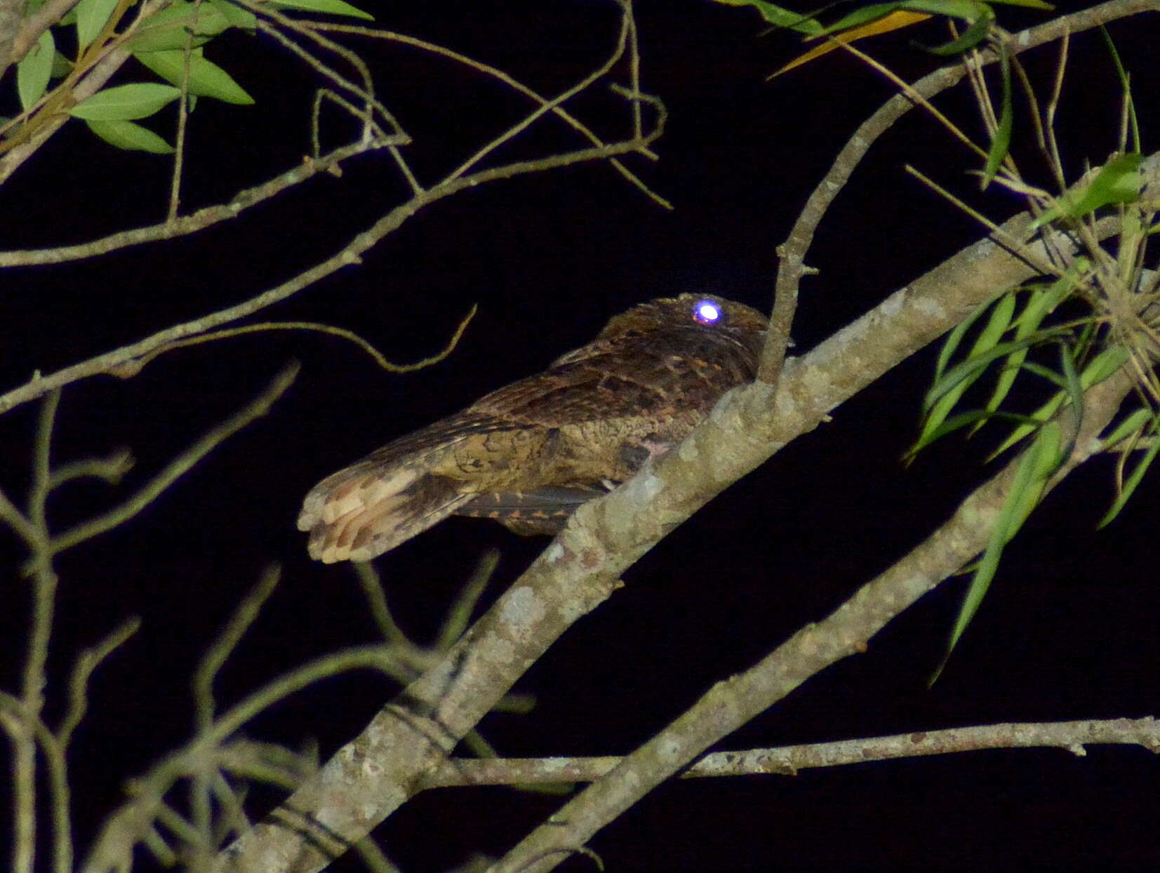 Image of Rufous Nightjar