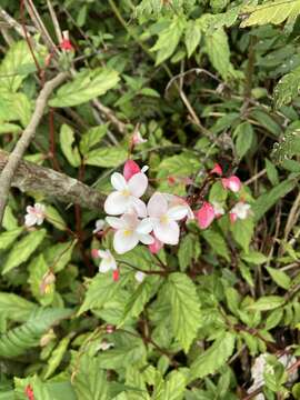 Image of Puerto Rico Begonia