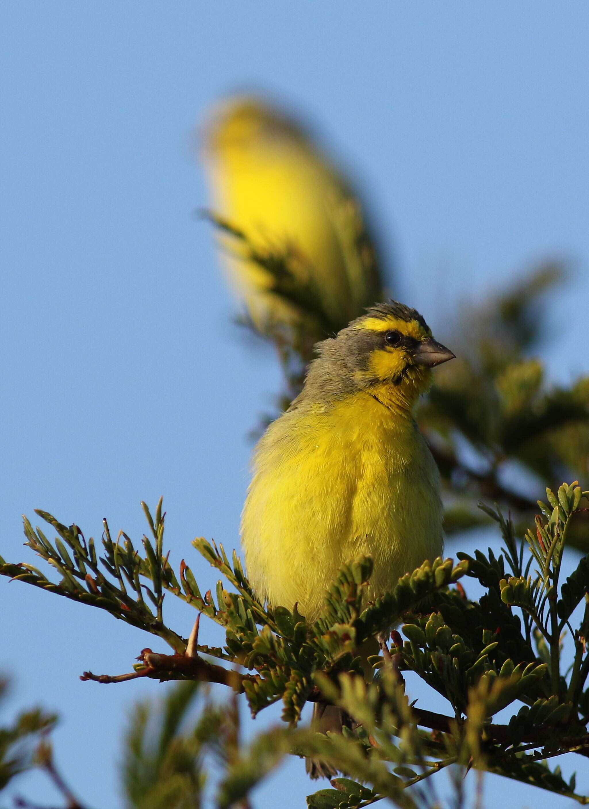 Image of Yellow-fronted Canary