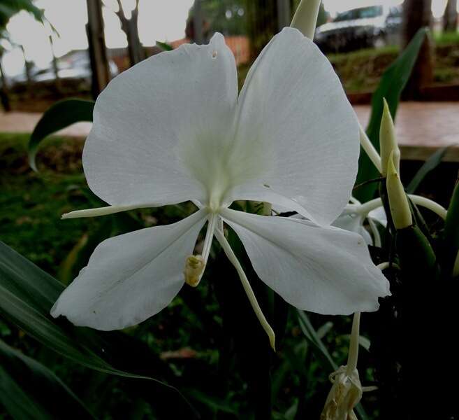 Imagem de Hedychium coronarium J. Koenig