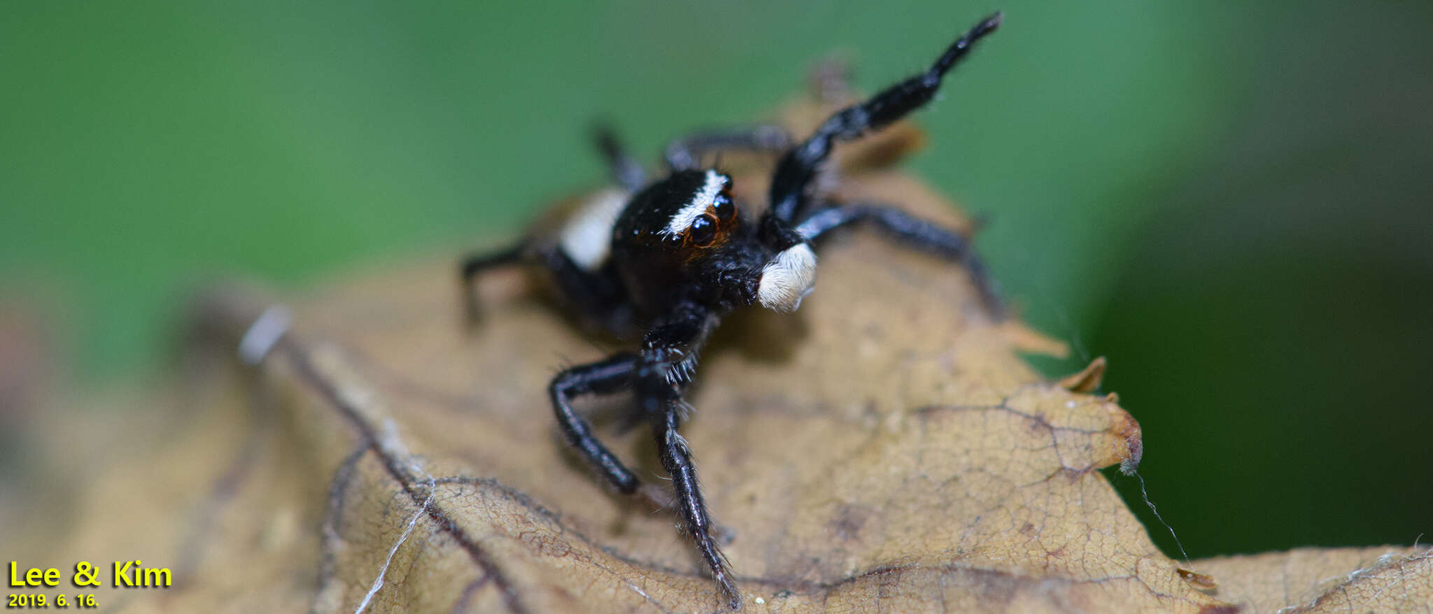 Image of Evarcha albaria (L. Koch 1878)