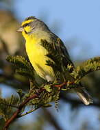 Image of Yellow-fronted Canary