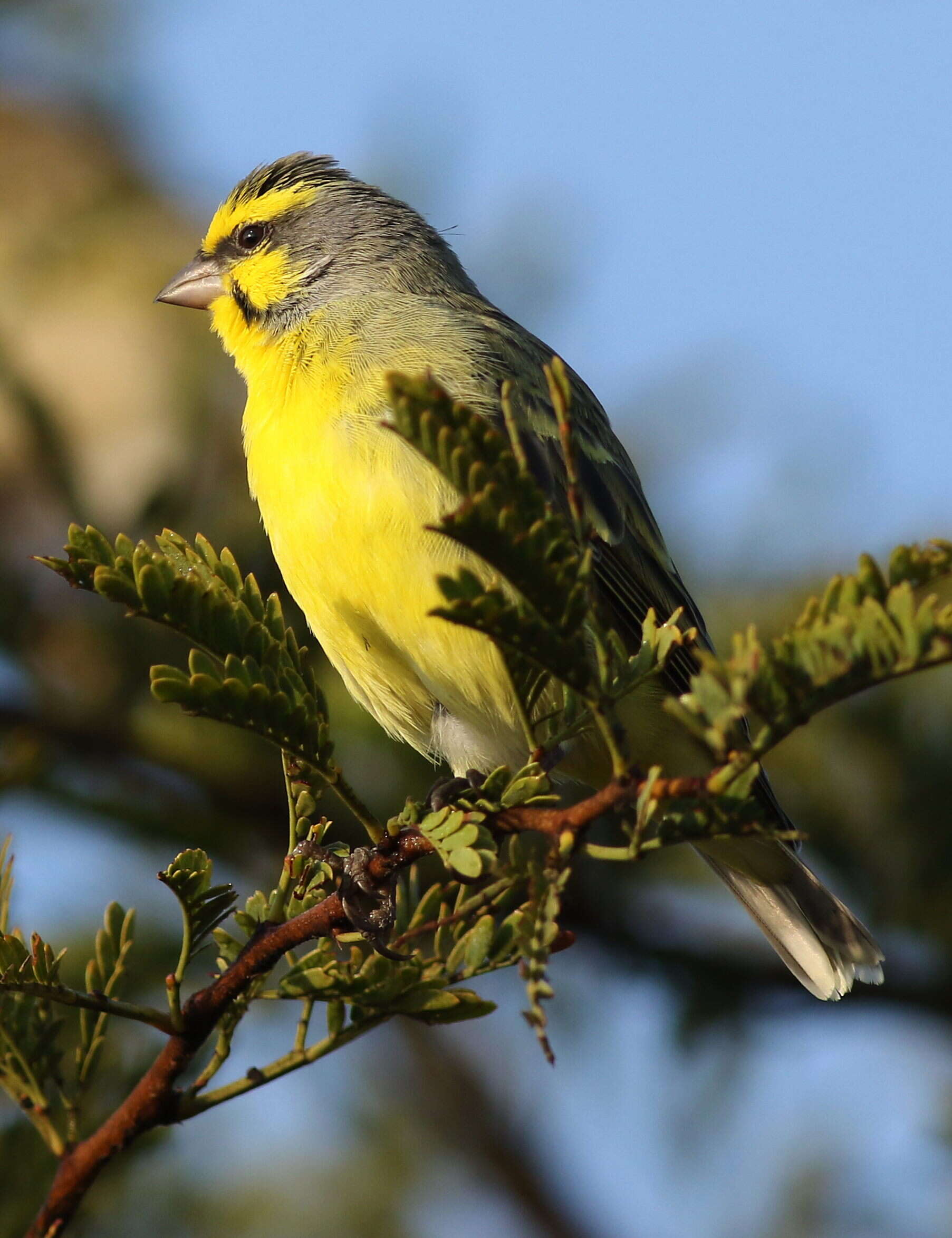 Image of Yellow-fronted Canary