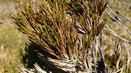 Image of Dracophyllum pearsonii T. Kirk