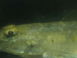 صورة Favonigobius gymnauchen (Bleeker 1860)