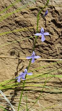 Image of Apache lobelia