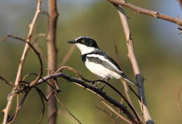 Image of Chinspot Batis