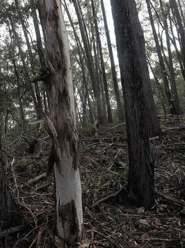 Sivun Eucalyptus globulus subsp. maidenii (F. Müll.) Kirkpatrick kuva