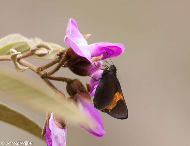 Image of Lychnuchus victa Evans 1955