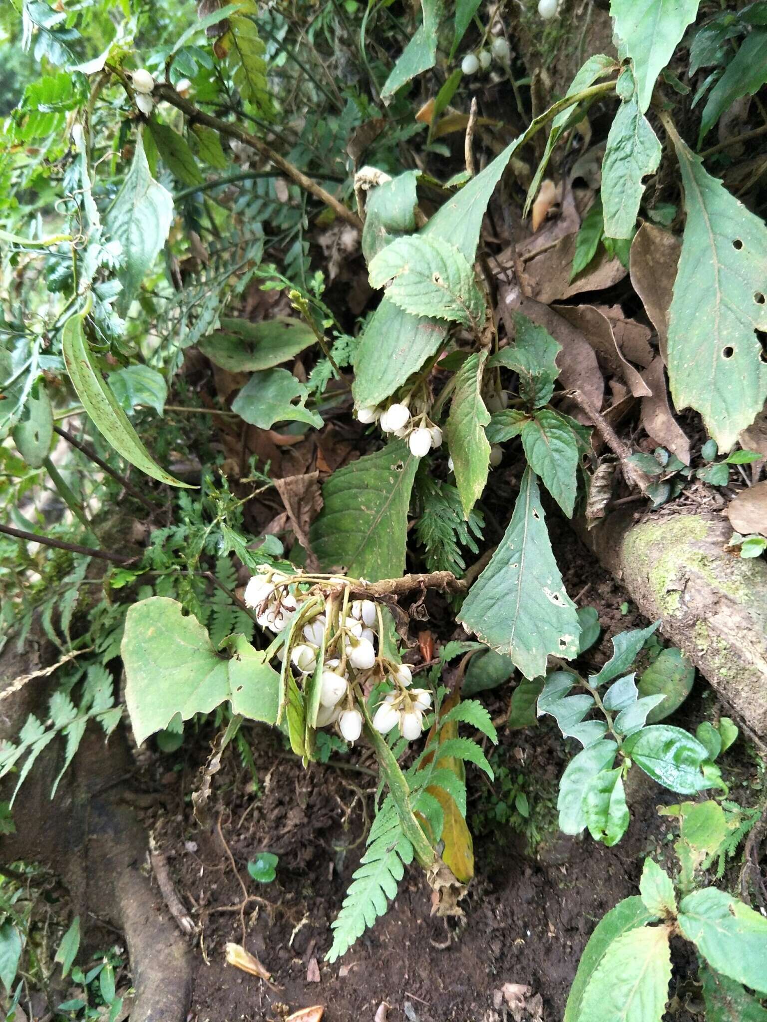 Image of Rhynchotechum discolor (Maxim.) B. L. Burtt