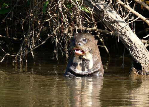 Image of giant otter