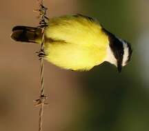 Image of Rusty-margined Flycatcher