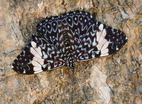 Image of Red Cracker